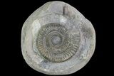 Dactylioceras Ammonite Fossil - England #84941-1